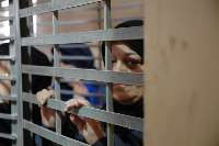 25 زن فلسطینی در زندان های رژیم صهیونیستی