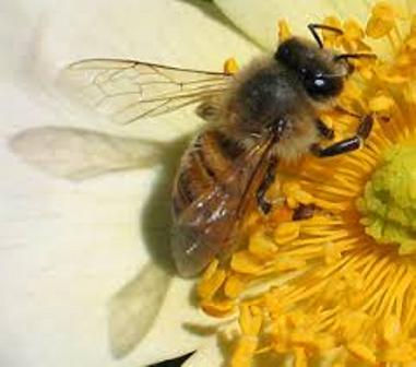 300هزار زنبور براكن در مزارع گوجه ايلام رهاسازي شد