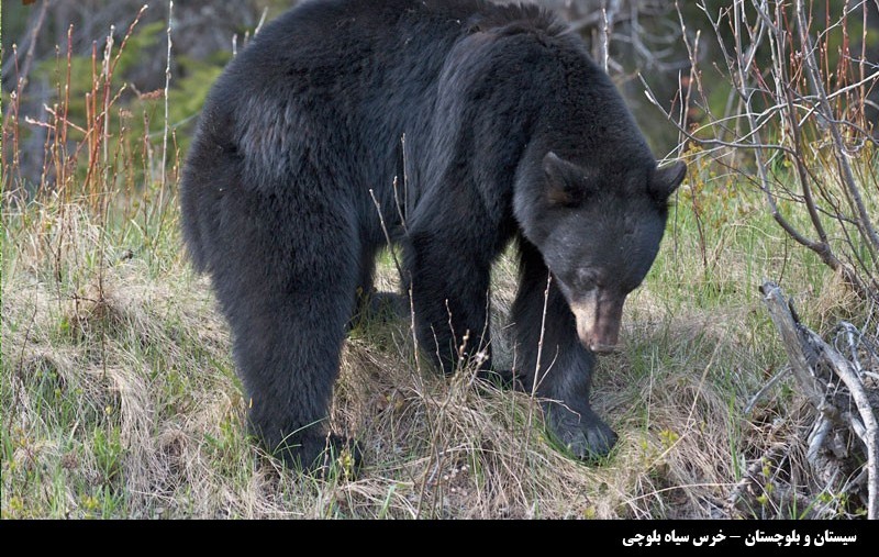 وجود خرس سیاه بلوچی وپلنگ در طبیعت نیكشهرنشان از سلامت محیط زیست است