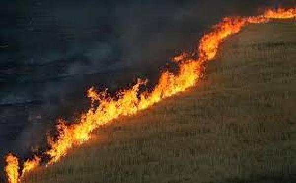 50 هكتار از گندم زارهاي گلوگاه مازندران دچار آتش سوزي شد