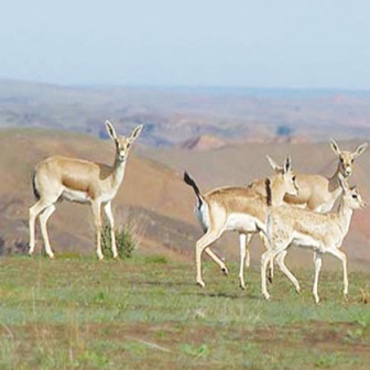 مرگ 20 راس آهوی كمیاب در خوزستان