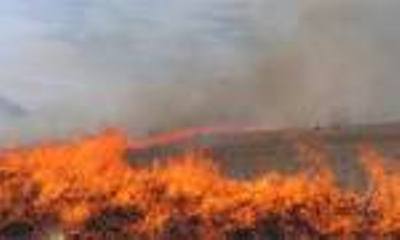 چهار هكتار از مزارع گرمي مغان در آتش سوخت