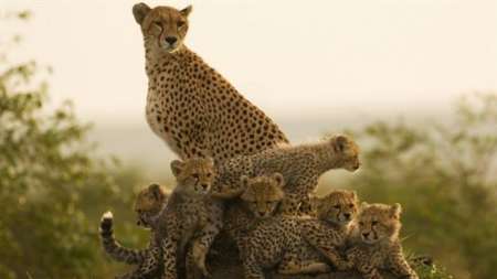 UNDP, DANA Insurance Company sign agreement to support Asiatic Cheetah UNDP, DANA Insurance Company sign agreement to support Asiatic Cheetah