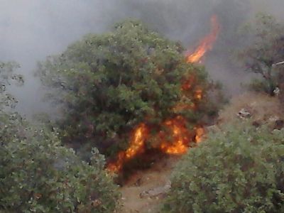 آتش سوزی منطقه جنگلی شهرستان سیروان مهار شد