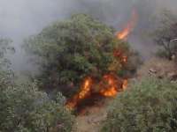 آتش سوزی منطقه جنگلی شهرستان سیروان مهار شد