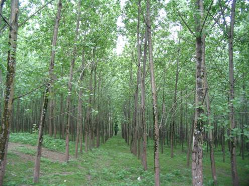زنجیره انسانی حفاظت از جنگل در كیاسر مازندران شكل می گیرد