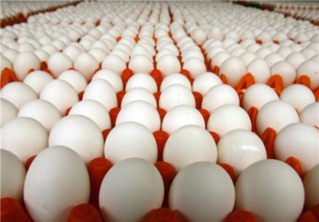 بیش از یك میلیون و 540 عدد تخم مرغ نطفه دار از زنجان به پنج كشور صادر شد