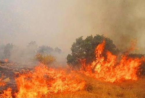 چهار هكتار از جنگل هاي سردشت طعمه حريق شد