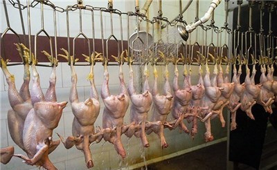 اجراي سامانه رديابي گوشت مرغ در 120 كشتارگاه صنعتي طيور