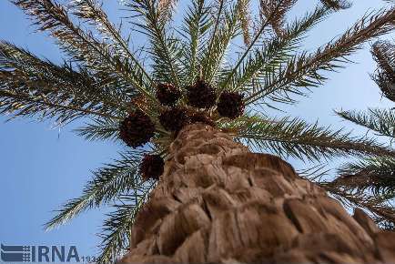 زنجیره تولید تا صادرات خرما تكمیل می شود