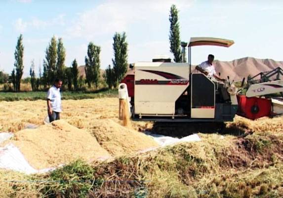بيش از هفت هزار تن محصول برنج در شاليزارهاي ميانه برداشت شد
