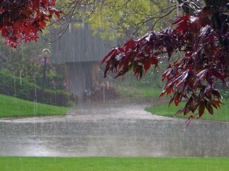 بارش باران طراوت خاصي به آب و هواي مهاباد بخشيد