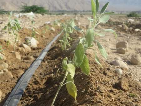ايجاد مزرعه الگويي با 11نوع گياه دارويي در لارستان فارس