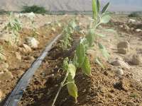 ايجاد مزرعه الگويي با 11نوع گياه دارويي در لارستان فارس