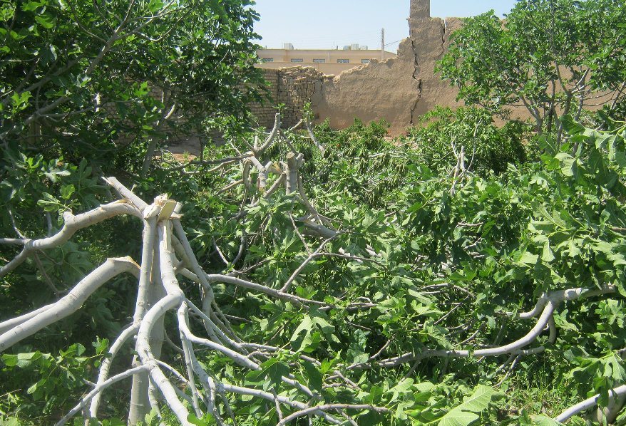 800 اصله درخت در نظرآباد قطع شد