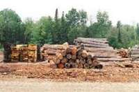 استفاده چند منظوره از جنگل، برداشت چوب را كاهش می دهد