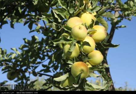 حاصل دسترنج باغداران كهگيلويه و بويراحمد در جيب دلالان