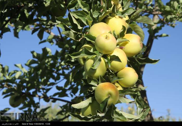 حاصل دسترنج باغداران كهگيلويه و بويراحمد در جيب دلالان