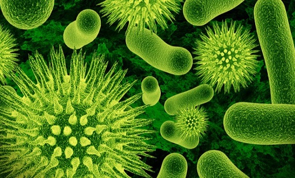 شناسایی ژن مقاوم دربرابر آنتی بیوتیك درمالزی شناسایی ژن مقاوم دربرابر آنتی بیوتیك درمالزی