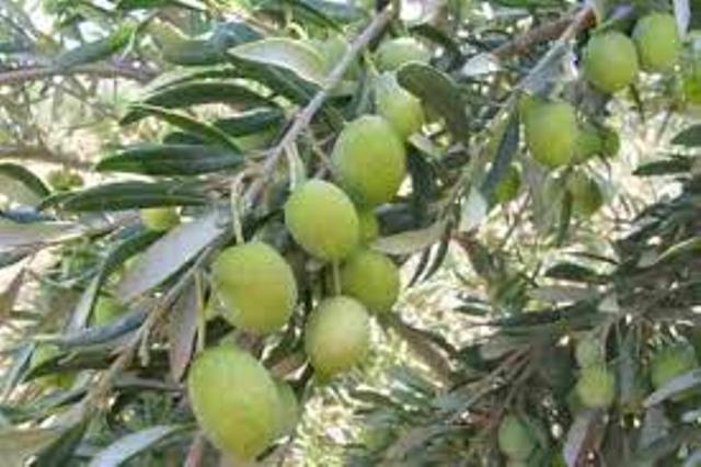 هشت واحد توليدي در زمينه فرآوري زيتون در استان قزوين فعاليت دارند هشت واحد توليدي در زمينه فرآوري زيتون در استان قزوين فعاليت دارند