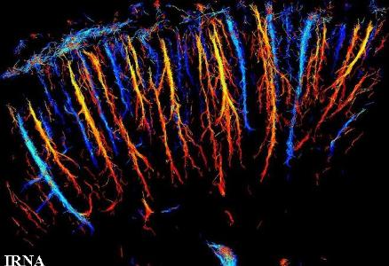 اسكن سه بعدی مغز با جزییات میكروسكوپی برای اولین بار