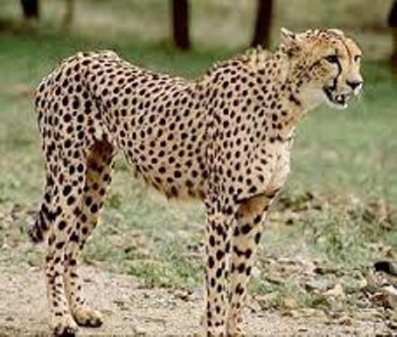 Pardisan Park is host to two Asiatic cheetahs