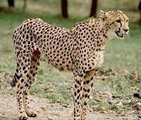 Pardisan Park is host to two Asiatic cheetahs