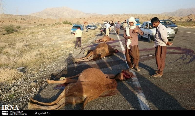 در حادثه رانندگی درهرمزگان چهار نفر جان باختند