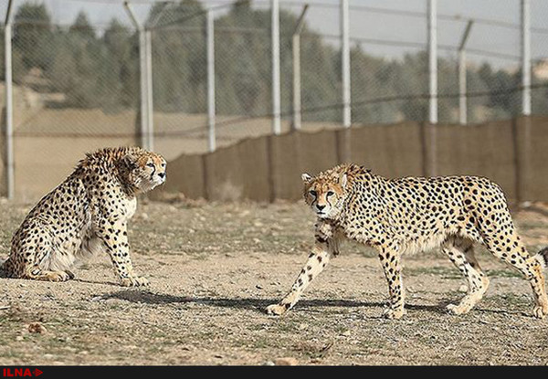 Delbar and Koshki endangered guests of Tehran