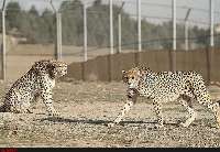 Delbar and Koshki endangered guests of Tehran