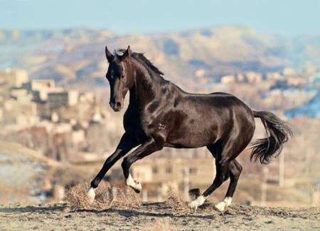 جشنواره ملي زيبايي اسب در خراسان شمالي برگزار مي شود