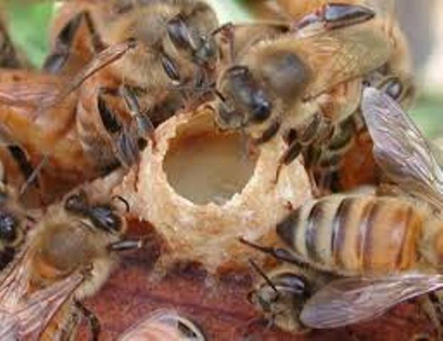 توليد بيشتر ژل رويال زنبور عسل نياز به مكمل ها و اصلاح نژاد دارد توليد بيشتر ژل رويال زنبور عسل نياز به مكمل ها و اصلاح نژاد دارد