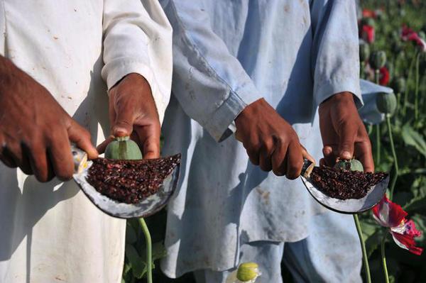 منابع مالي گروههاي تروريستي ازطريق قاچاق مواد مخدر تامين مي شود منابع مالي گروههاي تروريستي ازطريق قاچاق مواد مخدر تامين مي شود