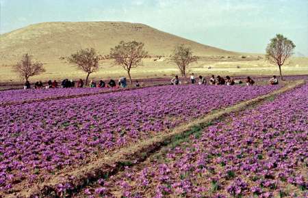New chapter for Iran's Saffron New chapter for Iran's Saffron