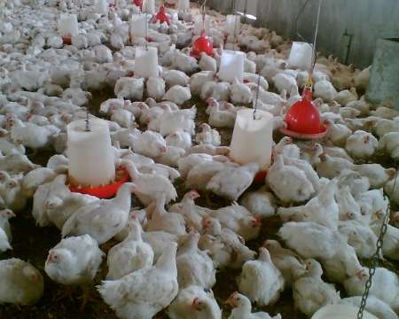 Golestan province exports 13,000 tons of chicken abroad Golestan province exports 13,000 tons of chicken abroad