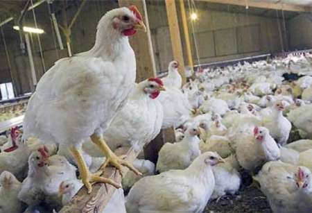 شش هزار تن مرغ از دليجان به عراق صادر شد