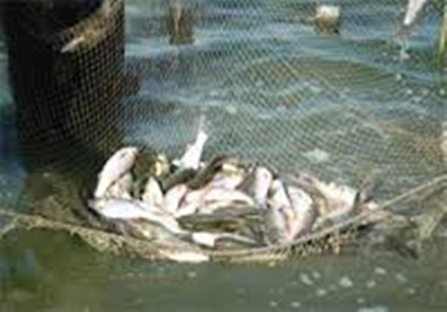 صيد ماهي از سد رزه درميان آغاز شد