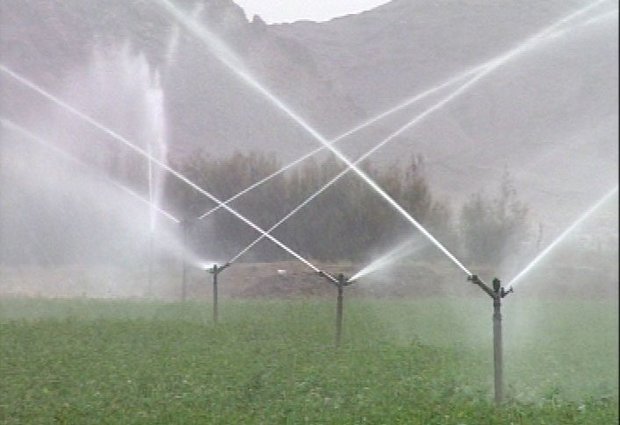 تجهيز 600 هكتار گندمزارهاي استان بوشهر به سامانه آبياري تحت فشار