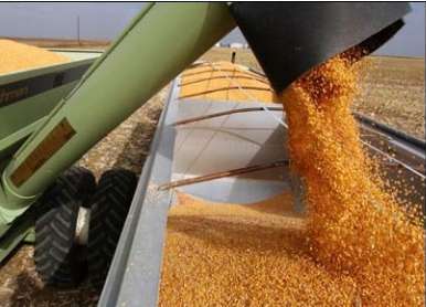 توليد بيش از 30 درصد گندم مازندران در بهشهر