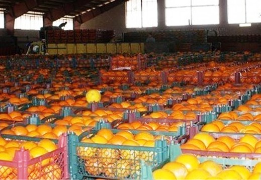 500 كامیون مواد غذایی و میوه به روسیه صادر شد/ارسال نخستین محموله لبنی و دامی در بهمن ماه