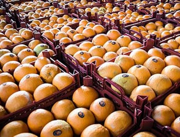 1150 تن سيب و پرتقال براي شب عيد شهروندان سمناني ذخيره سازي شد