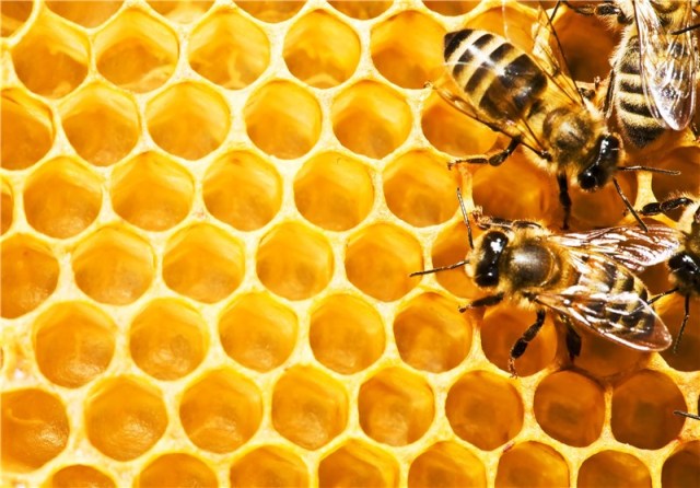 60 هزار كندوي زنبور عسل در طبيعت انديمشك جاي گذاري شدند