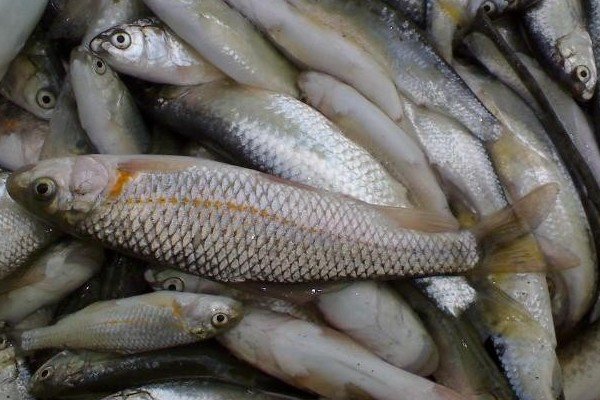 سالانه بيش از 22 هزار تن ماهي در لرستان توليد مي شود