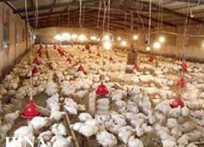 كاهش تقاضا در بازار مصرف استان ایلام علت اصلی پایین بودن قیمت مرغ است