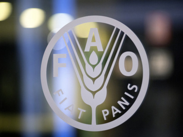 FAO ready to partner with Iran on urban food systems FAO ready to partner with Iran on urban food systems