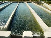 تولید آبزیان در استان كرمان به بیش از دو هزار تن می رسد