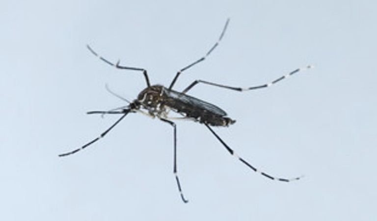 Pan-American Health Organization alarms Zika Virus transmission: WHO Pan-American Health Organization alarms Zika Virus transmission: WHO