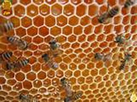 امسال هزار و 30 تُن عسل در كردستان توليد شده است