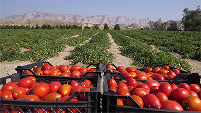 سالانه 40 هزار تن گوجه فرنگي خارج از فصل در سيستان وبلوچستان توليد مي شود