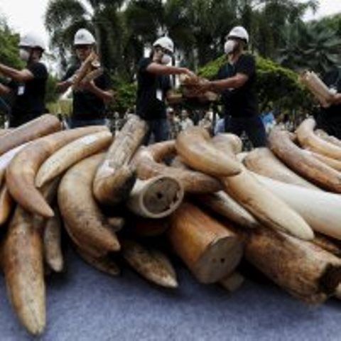 Yahoo denounced for fueling elephant extinction Yahoo denounced for fueling elephant extinction